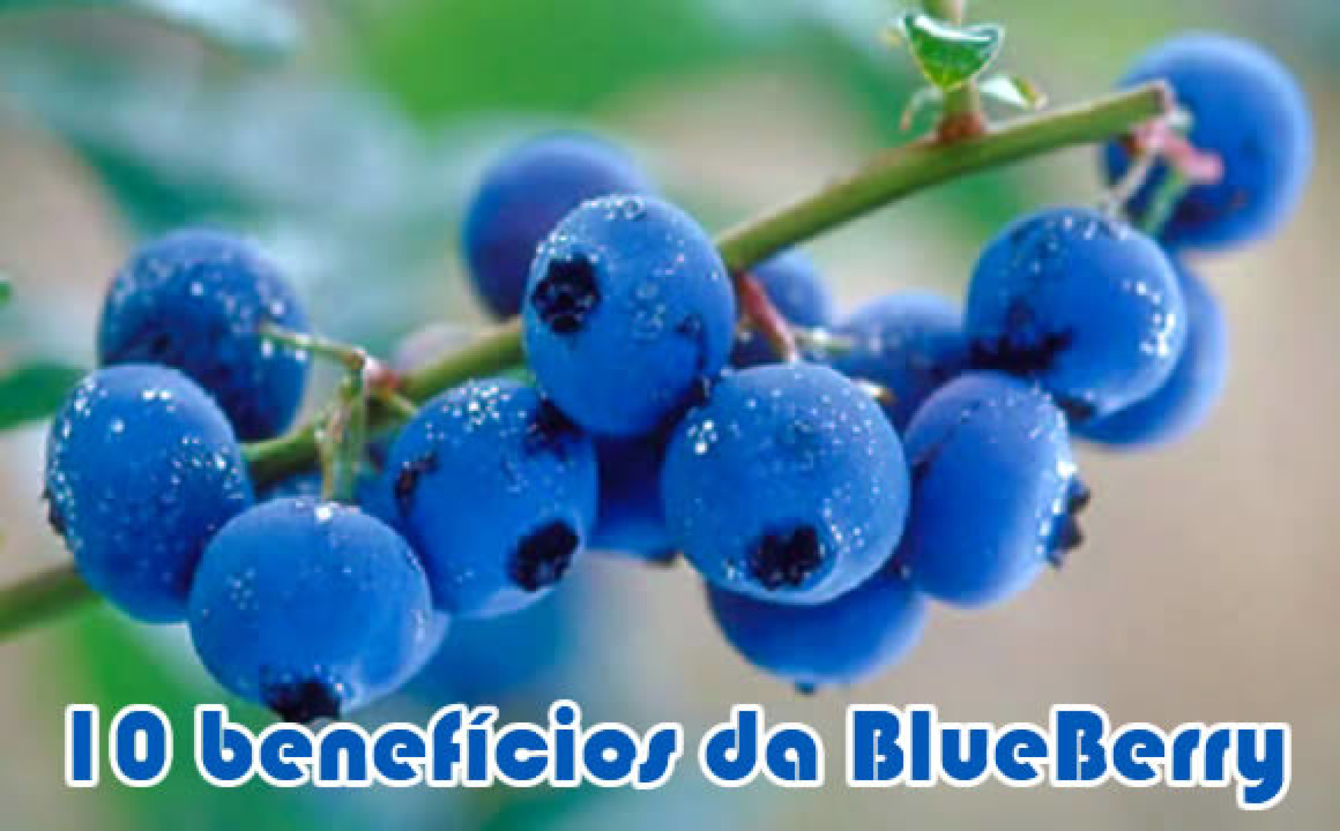 10 benefícios da blueberry e como é boa para emagrecer Receitas Fitness