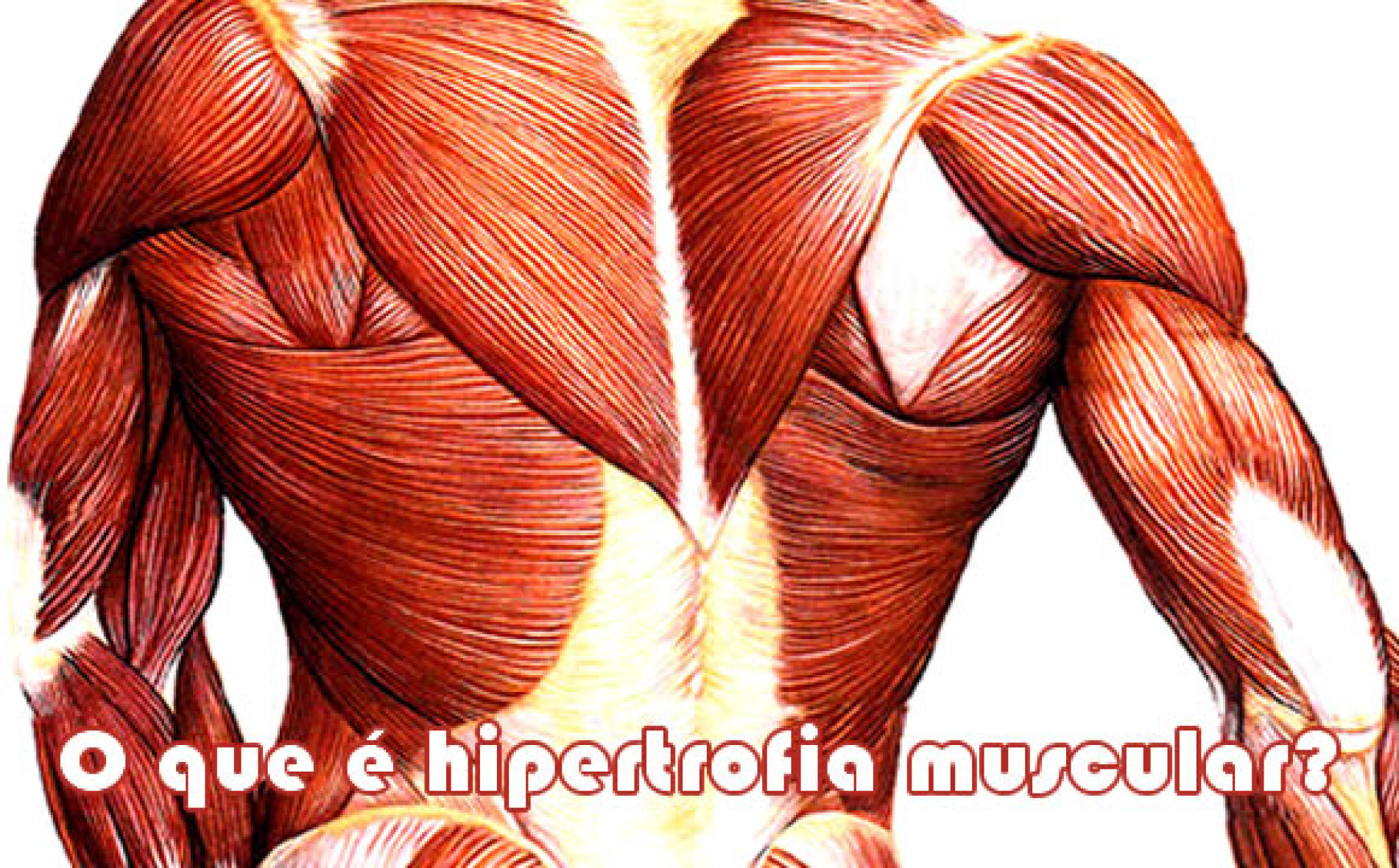 Que Es La Hipertrofia Muscular 5662