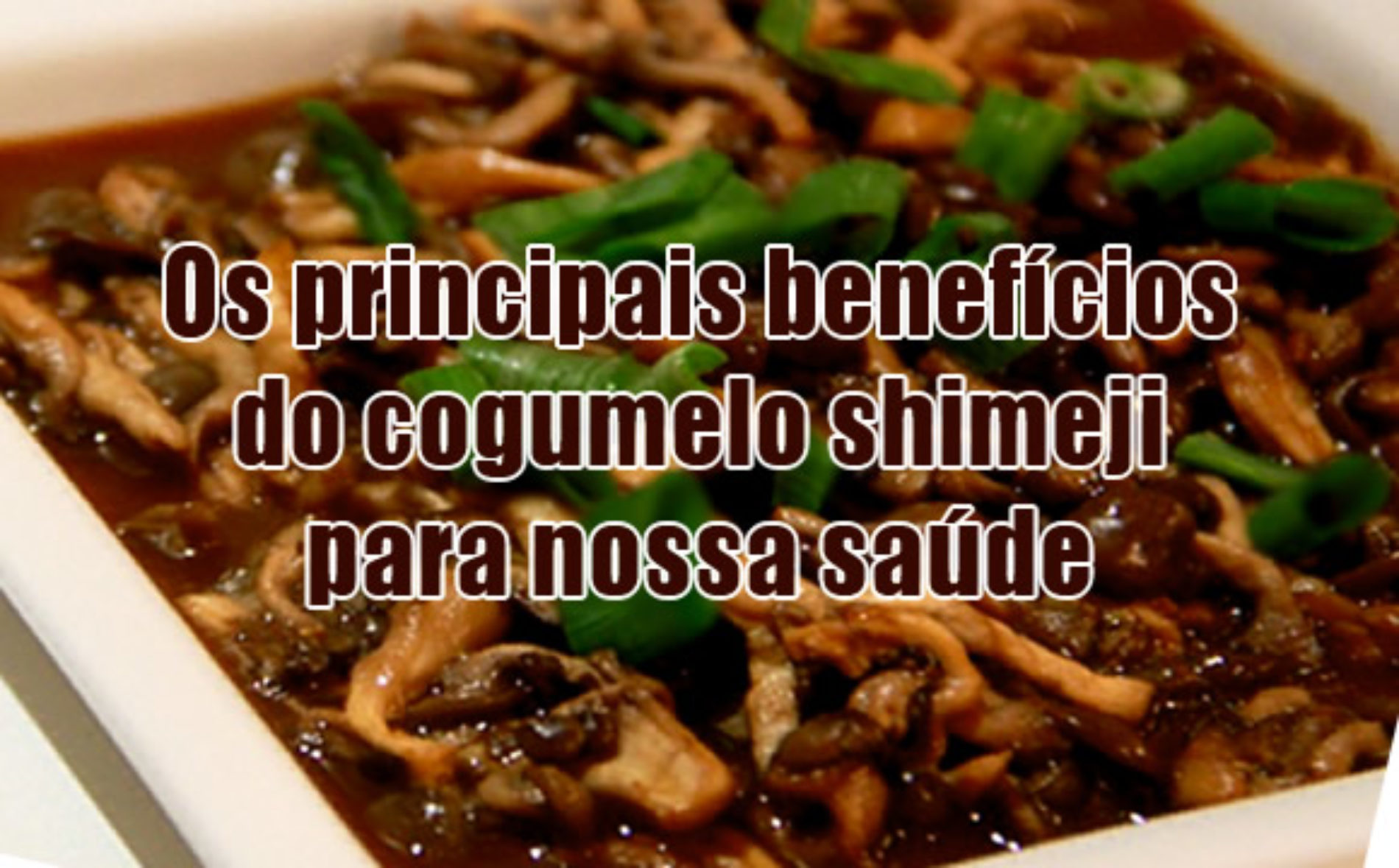 8 benefícios do shimeji cogumelo para sua saúde Receitas Fitness