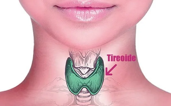 onde fica tireoide borboleta