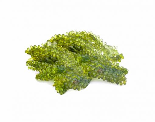 conheca-o-caviar-vegano-uva-do-mar-alga-marinha