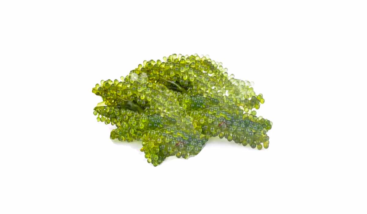 Conheça o caviar vegano, uva do mar, uma alga marinha.